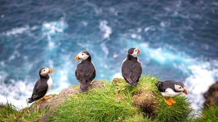 Puffins on the Faroe Islands