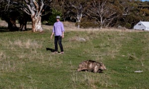 Elena Guarracino is the Director of The Snowy River Alliance and Wildlife Rescue volunteer with LAOKO. She walks for kilometers each day tracking wombats that need mange treatment.