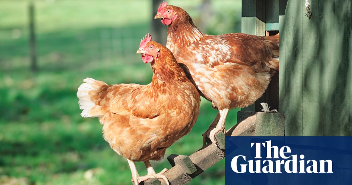 Куры несутся фото Куры несутся фото