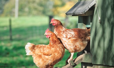 Chickens kept in gardens will have to be registered under planned new rules