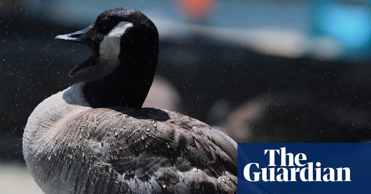Honk if your barn is burning: pet goose alerts sleeping Texas family to blaze