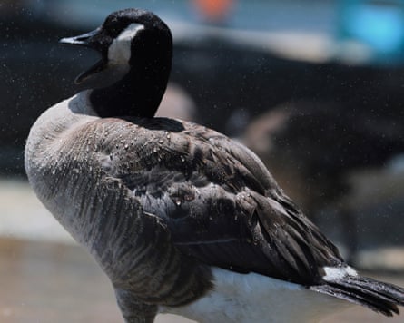 A Canada goose.