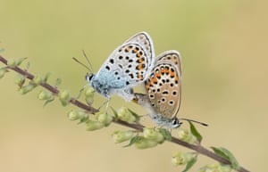 Borboletas azuis cravejadas de prata (Plebejus argus) se familiarizam com Prees Heath em Shropshire, Reino Unido.