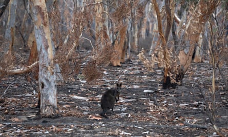 A wallaby searches for food amid the devastation of Australia’s recent bushfires.