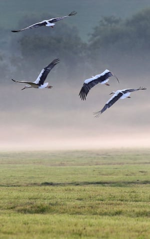 Storks fly over a meadow near Bechingen, southern Germany.