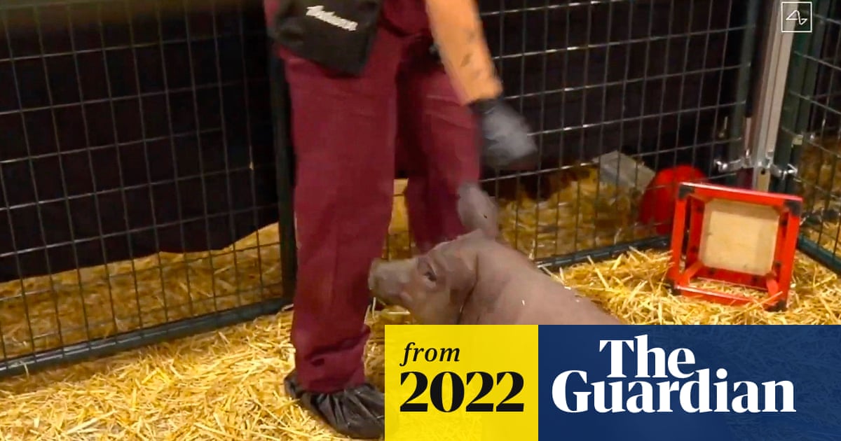 Musk’s Neuralink faces federal inquiry after killing 1,500 animals in testing