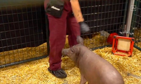 pig stands in cage with person