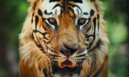 Narrated by Tom Hiddleston, Big Beasts is on Apple TV+.