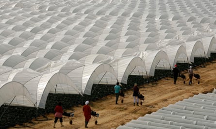 Workers push carts before picking strawberries during a harvest at a farm in Palos de la Frontera, southwest Spain.