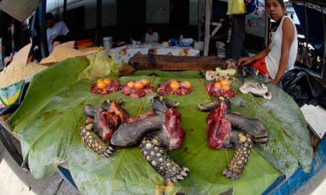Yellow-footed tortoise meat on sale Belén market, Iquitos, Peru