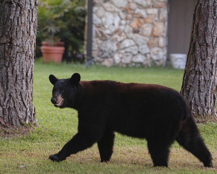 Wild bear pays surprise visit to bear enclosure at California zoo: ‘He was very polite’
