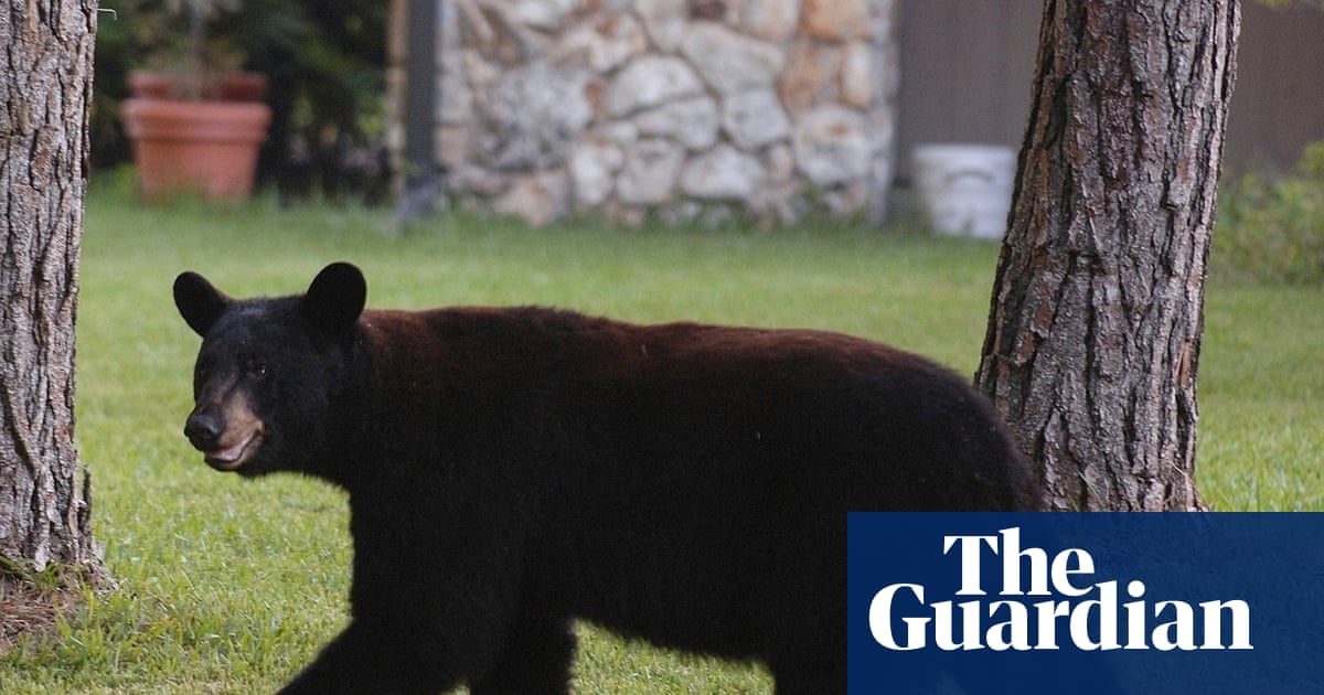 Officials say black bear likely killed man and his dog in Florida