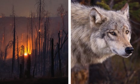 These wolves aren’t likely to wander into your big city backyard, but they are moving in search of territory and that’s what’s making people in Tulare county jittery