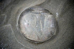 A jellyfish on a beach in Plomeur, north-west France