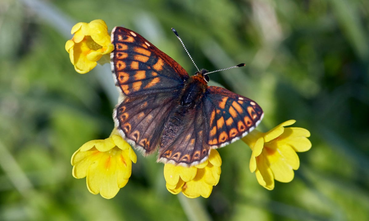 The Butterfly Effect What One Species Miraculous Comeback Can Teach Us Butterflies The Guardian The Butterfly Effect What One Species Miraculous Comeback Can Teach Us Butterflies The Guardian