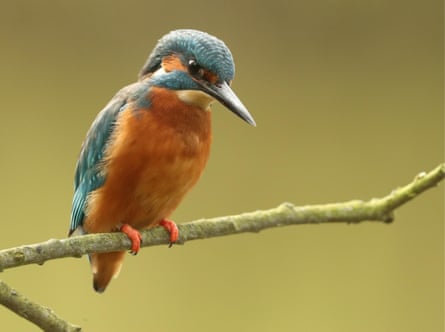 A kingfisher on a branch