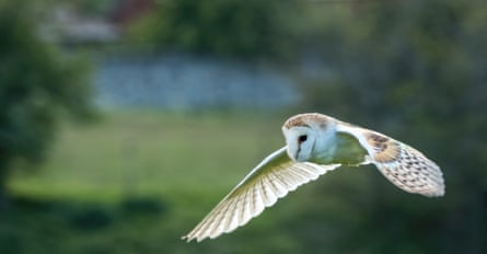 A barn owl in flight