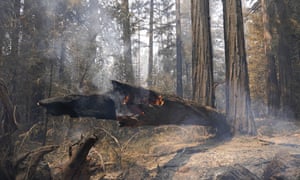 A fallen redwood tree burns in Big Basin Redwoods State Park, on Monday.