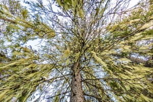 Lichen seem dramatically in tree from underneath.