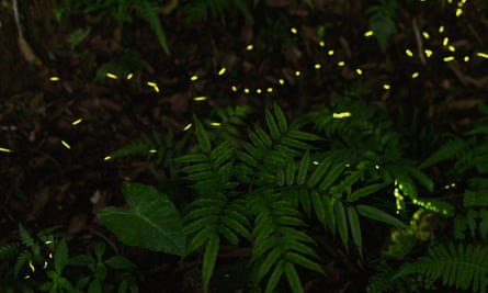 Fireflies over Hemei mountain, Taipei.
