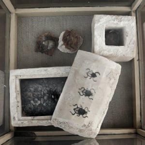 Mummified scarabs on display in a glass case found in a newly discovered tomb, at an ancient necropolis near Egypt’s famed pyramids in Saqqara, Giza, Egypt.