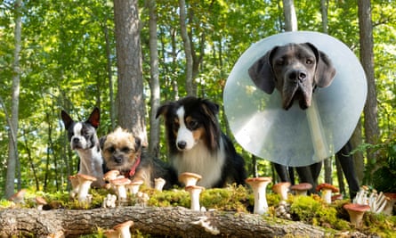 A still from the movie Strays.