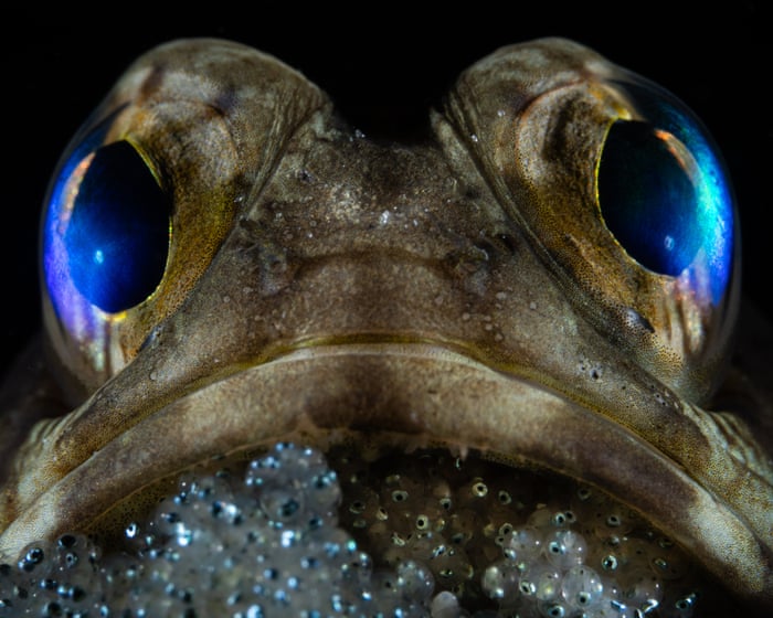 Ocean Photographer of the Year 2025 – in pictures