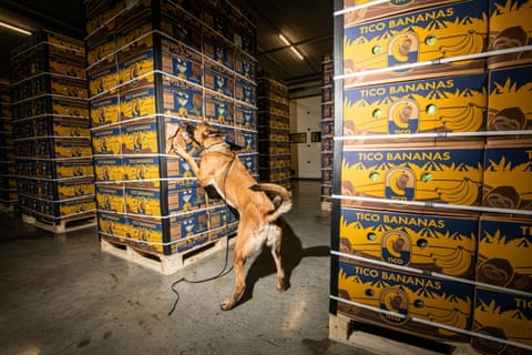 A police dog stands on its hind legs sniffing a stack of crates of bananas qhiddqiqqeikzinv