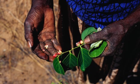 A woman shows edible red berries in Arnhem Land