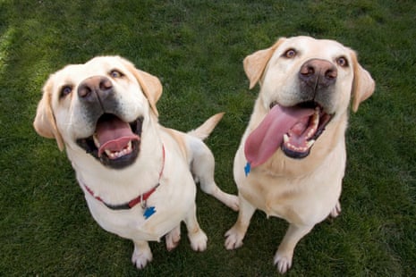 Two yellow labrador dogs panting heavily.