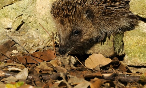 A hedgehog using one of the holes created as part of the hedgehog highway in Kirtlington.
