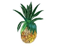 Illustration of a pineapple with spiky leaves