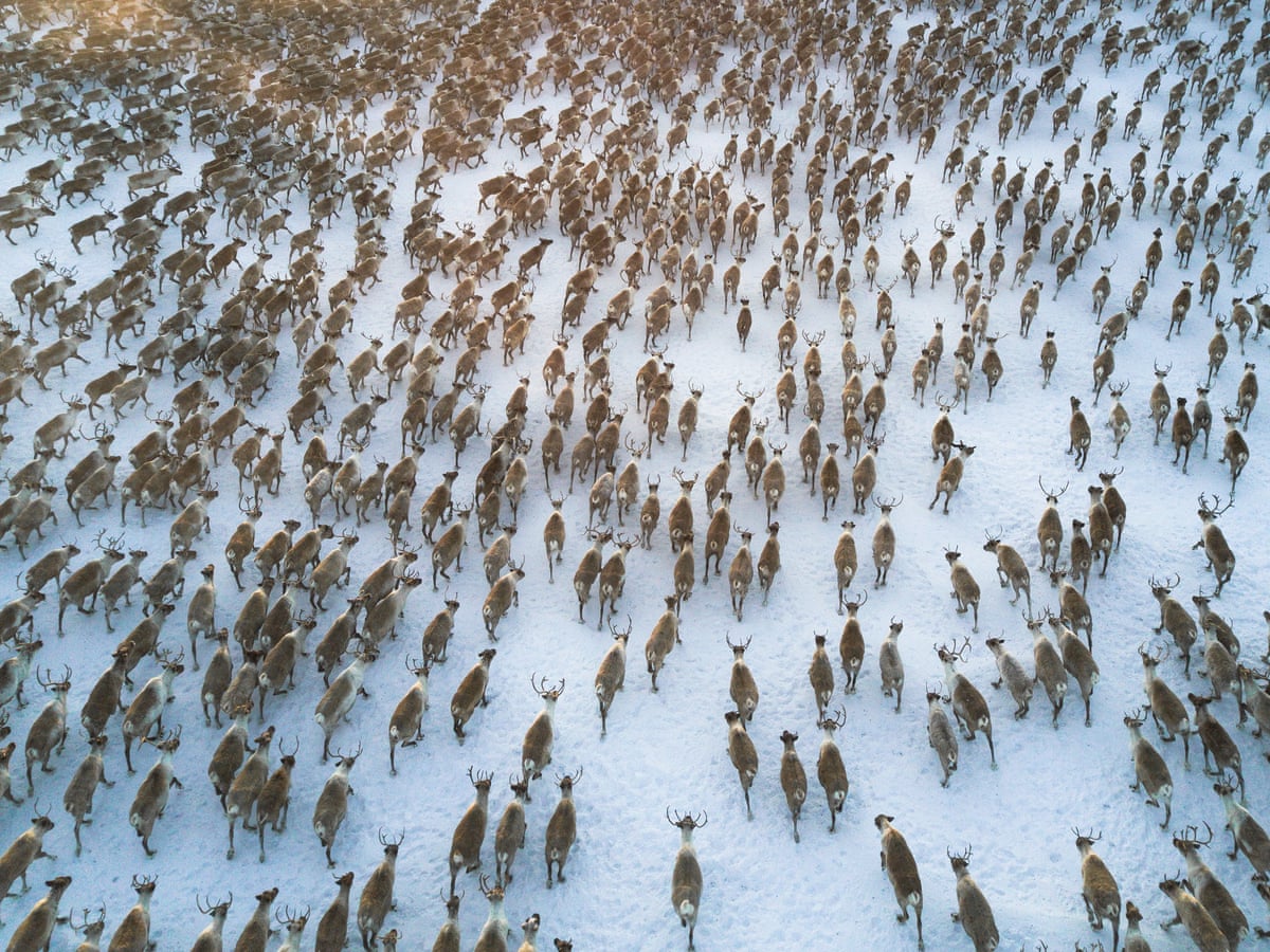Starvation Deaths Of 200 Reindeer In Arctic Caused By Climate