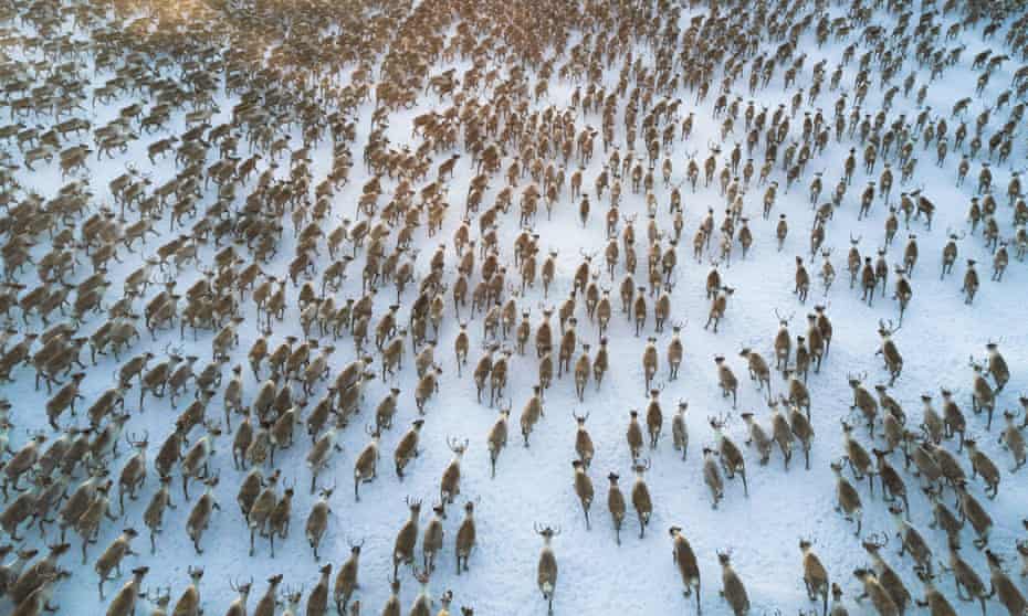 aerial view of reindeer running in a tundra