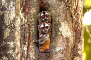 Um, dois, árvore... macacos-coruja espiam do oco de uma árvore no rio Maranon, perto da cidade de Nauta, no Peru. As pequenas criaturas empilhadas uma por uma