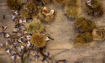 Chestnuts extracted from their prickly shells.