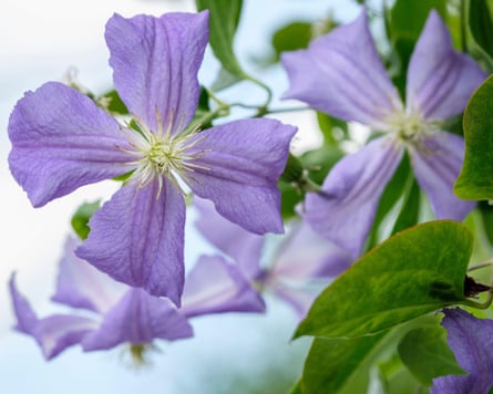 A large-flowered blue clematis Perle d’Azur