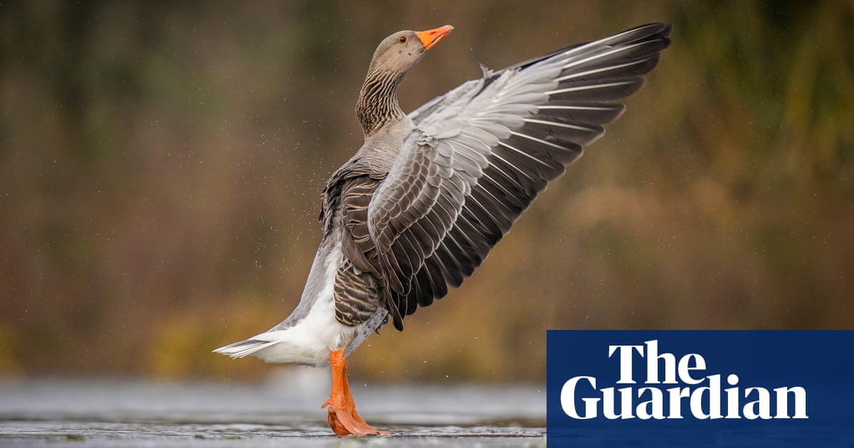 ‘A new world of discovery’: readers’ photos of their local wildlife
