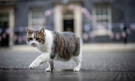 Larry, the Downing Street cat.