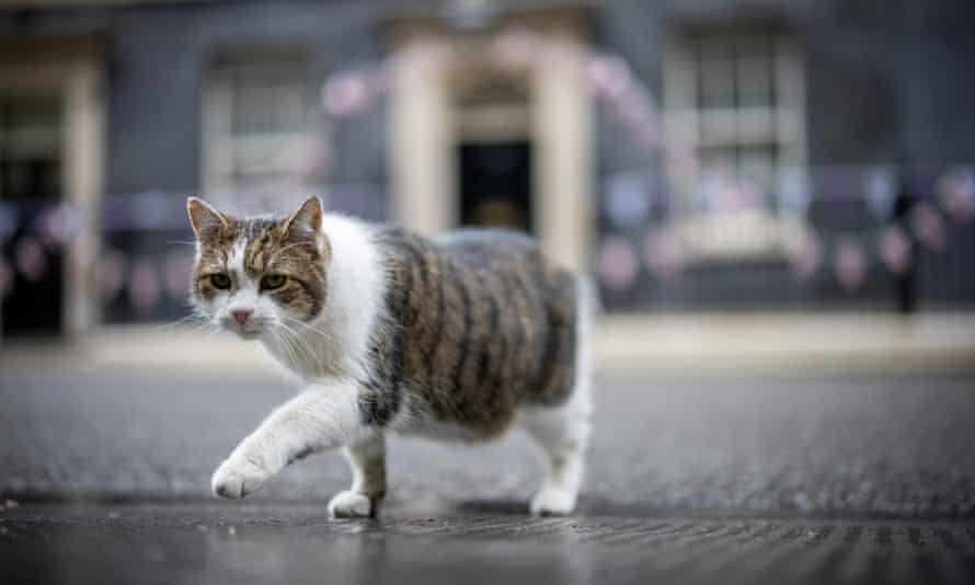 Larry the Downing Street cat.
