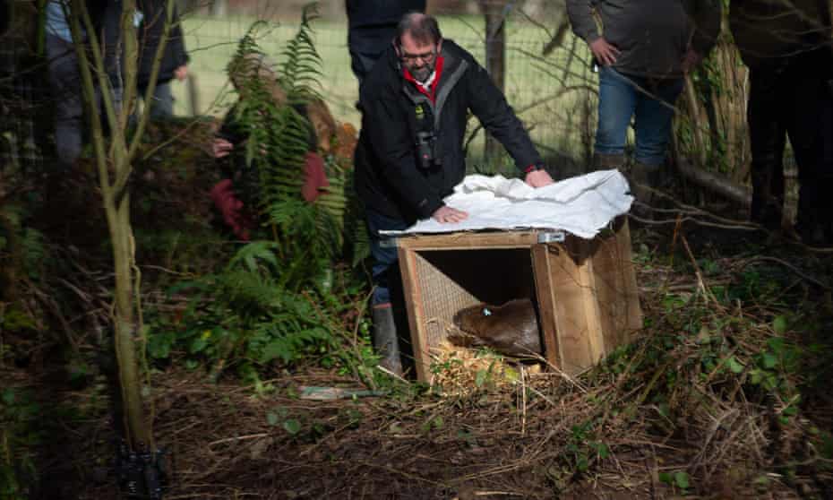 Mark Harold, director of land and a nature for the National Trust, releasing one of the two Eurasian beavers on the Holnicote estate.