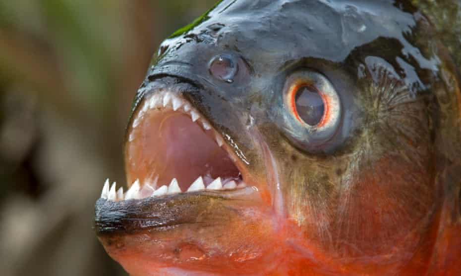 It S Not Just The Sea Lice Other Flesh Eating Sea Creatures Lurk In The Deep Marine Life The Guardian It S Not Just The Sea Lice Other Flesh Eating Sea Creatures Lurk In The Deep Marine Life The Guardian