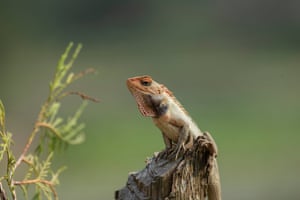 Um lagarto em uma árvore cortada em Lalitpur, Nepal