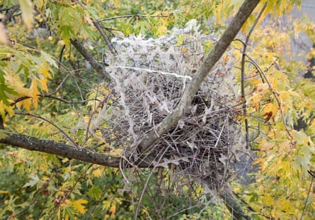 A bird’s nest made of metal spikes and plastic instead of sticks