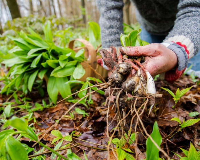 Is foraging really feasible to feed myself?
