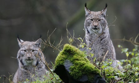 Lynxes in a wildlife park in Hanau, Germany