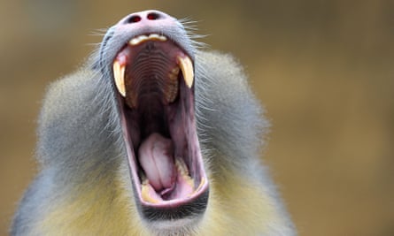 A mandrill monkey yawns in his enclosure at the zoo in Dresden, eastern Germany, showing off his complex teeth: insicors, canines, premolars and molars.