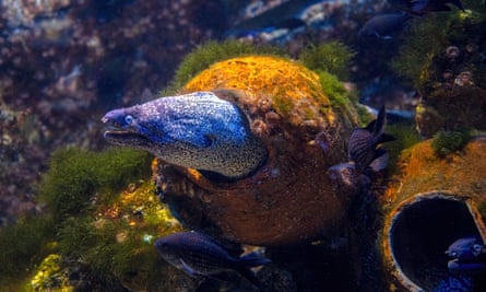 A brown moray eel, a species that lives in the eastern Atlantic Ocean and Mediterranean.