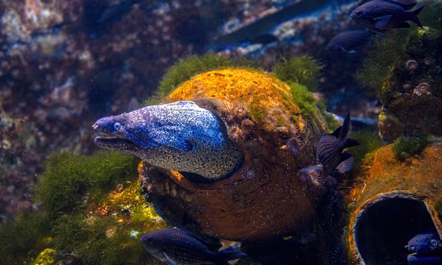 The moray eel was a prized dish of the Romans.