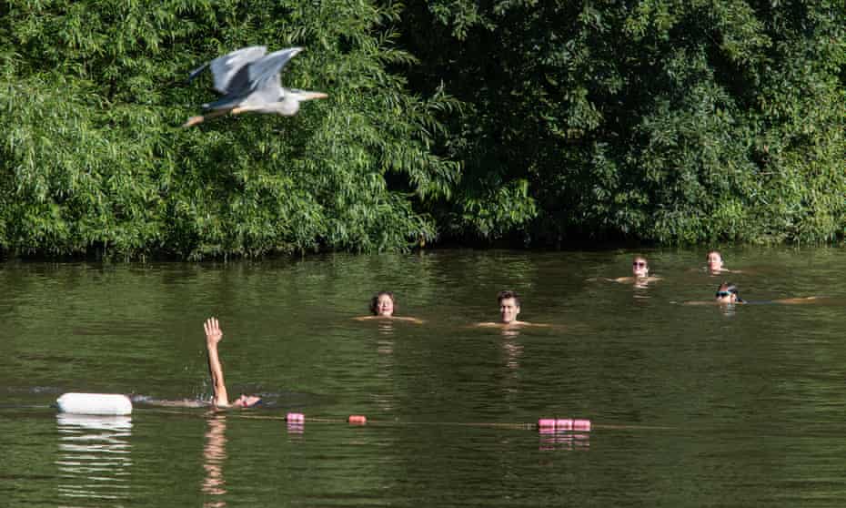 A bird flying over swimmers in the mixed pond at Hampstead Heath on the first day of reopening after lockdown.